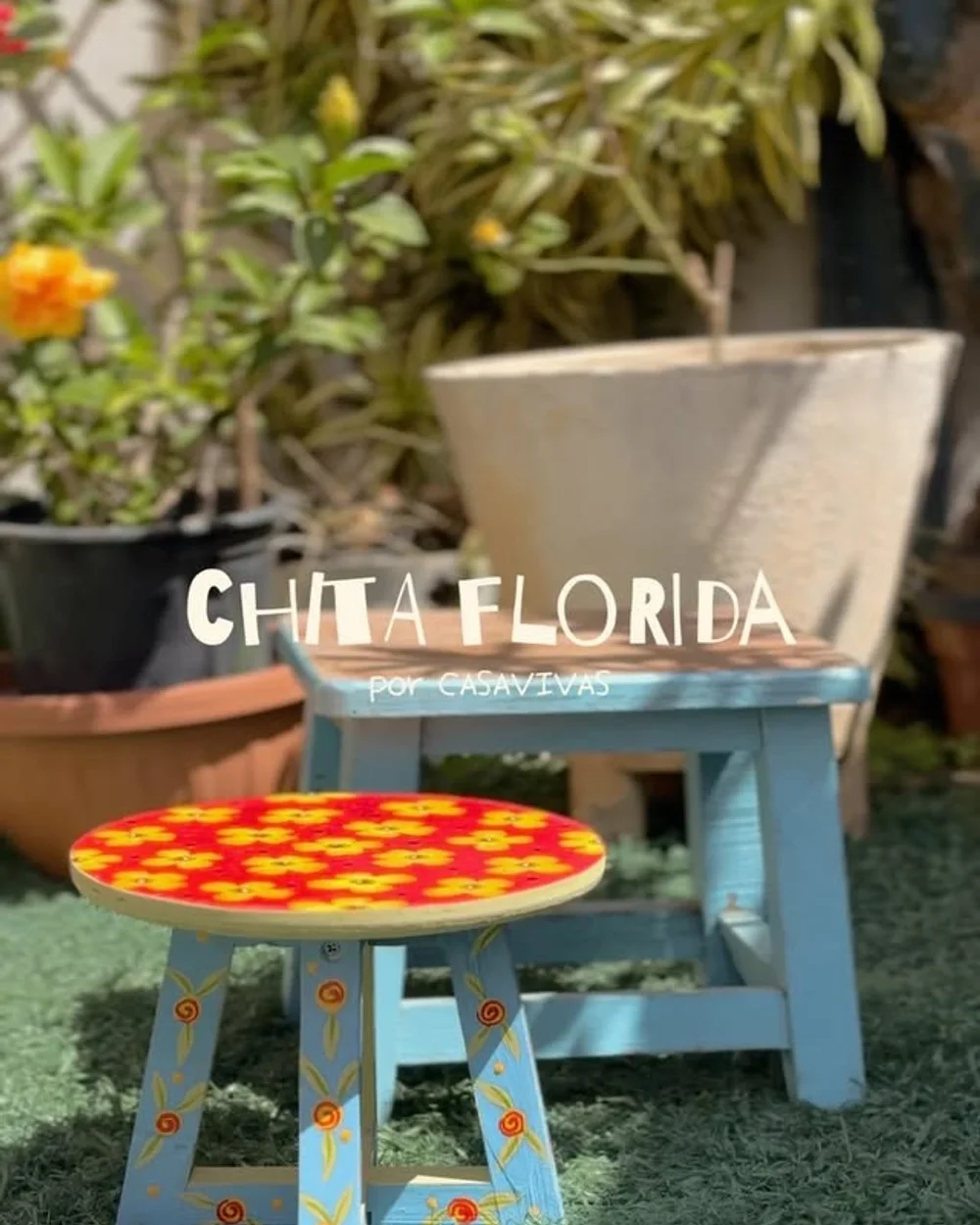 Chita florida